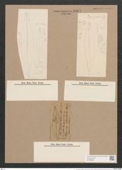 Pleurosigma rhomboides Cleve (de-Toni-Nr.: Genus 13, Species 1048) Zeichnungen Sammlung Grunow Nr. 1885 (NHMW-BOT-W0368998)